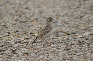 Pipit, Sprague's, 2010-07064446 Buffalo Gap National Grasslands, SD